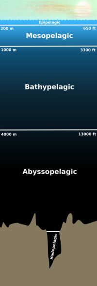 Scale diagram of the layers of the pelagic zone.