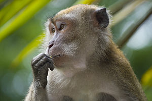 Macaca fascicularis by André Ueberbach