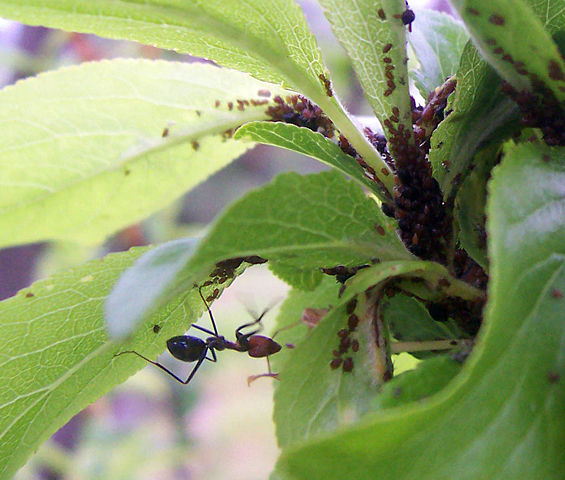 Image:Ant cultivating aphids.jpg
