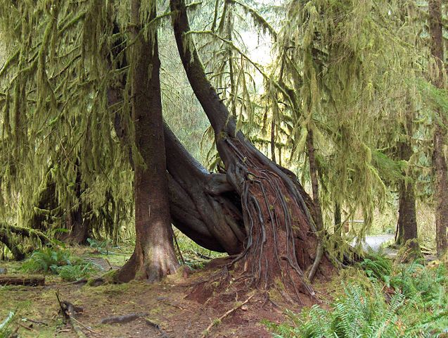 Image:Hoh rain forest trees.jpg