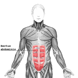 The human rectus abdominis muscle of the human abdomen