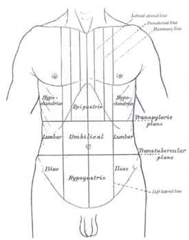 Surface lines of the front of the thorax and abdomen.