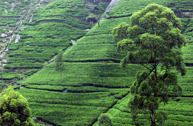 Image:Sri Lanka-Tea plantation-01.jpg