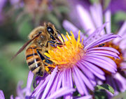 Western honey bee (Order Hymenoptera)