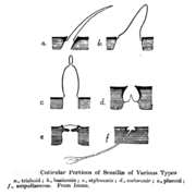 Sensillae: sensory structures on insects