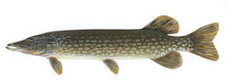 Northern pike (E. lucius)