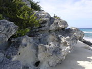 Holocene eolianite and a carbonate beach on Long Island, Bahamas.