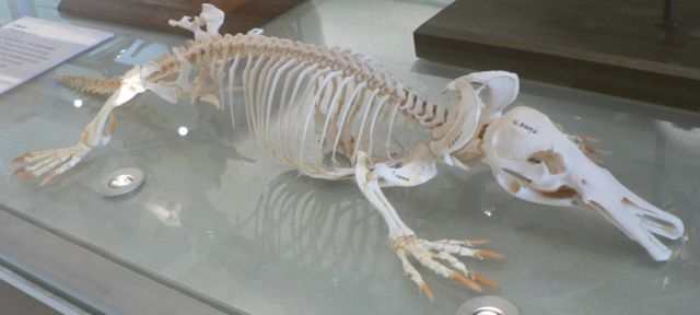 Image:Platypus skeleton Pengo.jpg