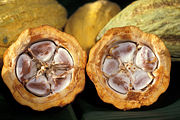 Cocoa beans in a cacao pod