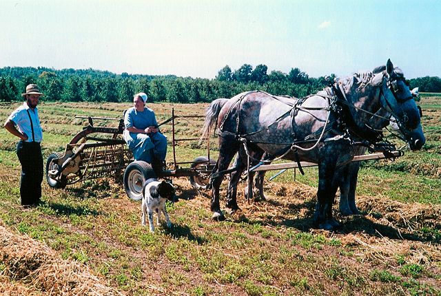 Image:Amish family, Lyndenville, New York.jpg
