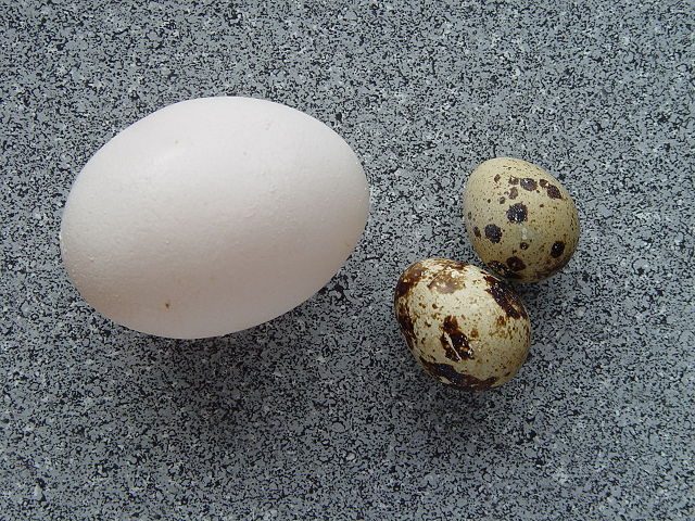 Image:Coturnix coturnix eggs.jpg