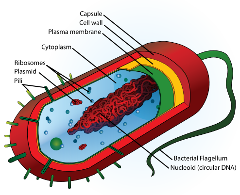 Image:Average prokaryote cell- en.svg