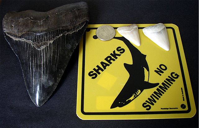 Image:Megalodon tooth great white shark teeth .jpg