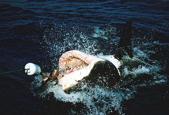 Image:Great white shark at his back.JPG