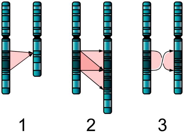Image:Single Chromosome Mutations.png