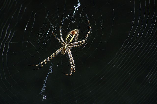 Image:Araña.jpg