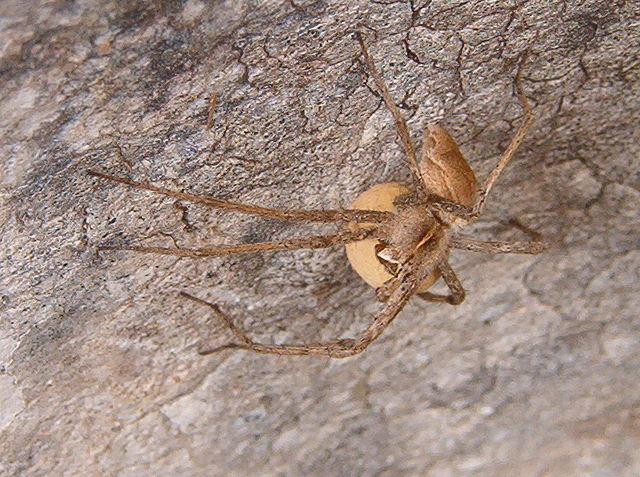 Image:Spider egg sac.jpg