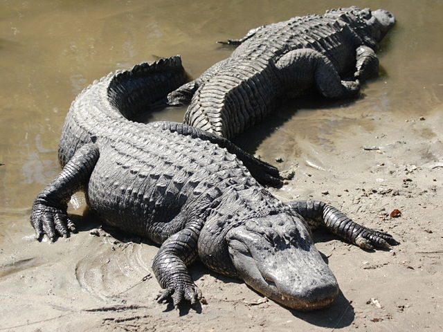 Image:Two american alligators.jpg