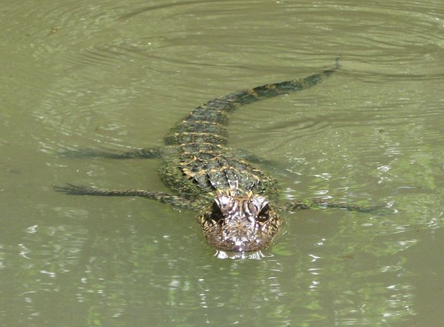 Image:Swimming gator.jpg