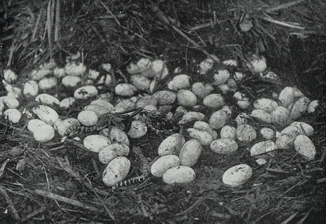 Image:Alligator eggs and young alligators.jpg