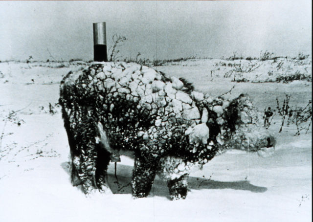 Image:Young steer after blizzard - NOAA.jpg
