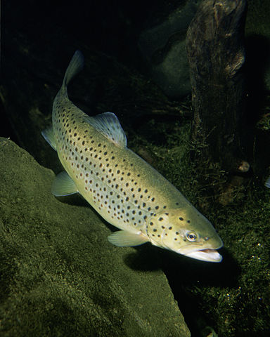 Image:Brown trout 1.jpg