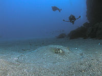 A stingray buried in the sand in Saba. Stingrays can be hard to see when they cover themselves with substrate.