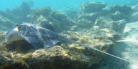 A mangrove whipray in the Maldives.