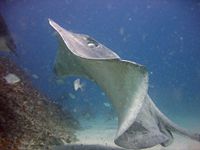 A thorntail stingray