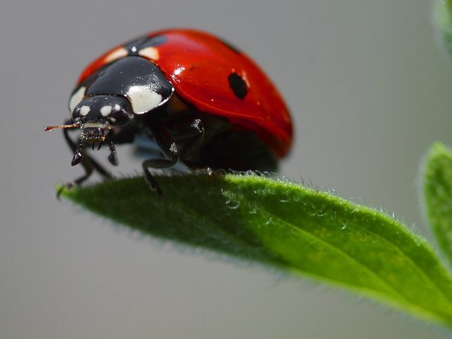 Image:Ladybird.jpg