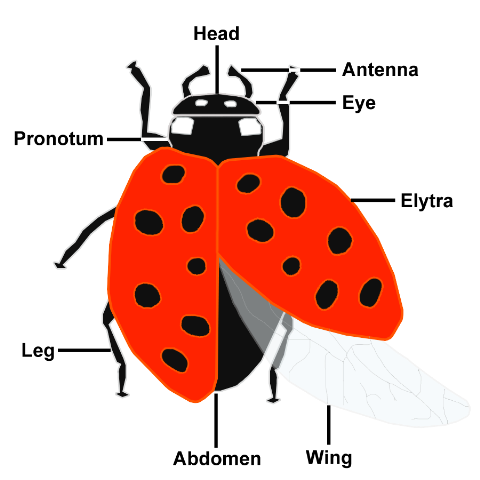 Image:Coccinellidae (Ladybug) Anatomy.svg