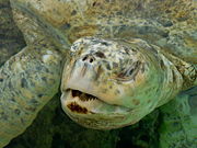 Green turtle (Chelonia mydas), albino.