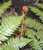 Tree fern