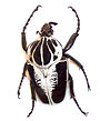 Goliath beetle