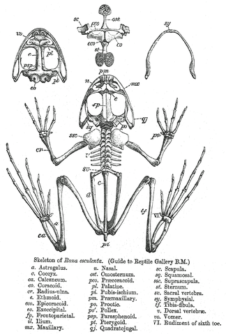 Image:Rana skeleton.png