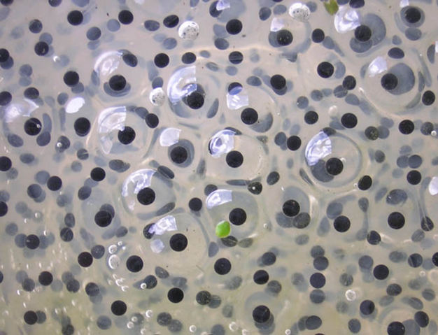 Image:Frogspawn closeup.jpg