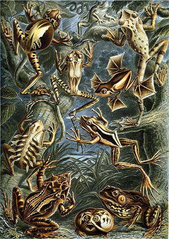 Image:Haeckel Batrachia.jpg