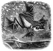 Alfred Russel Wallace's illustration of the flying frog from The Malay Archipelago (1869)