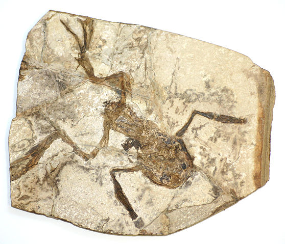 Image:Fossilised frog.jpg