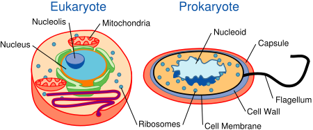 Image:Celltypes.svg