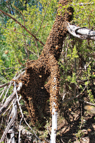 Image:Bee swarm on fallen tree03.jpg