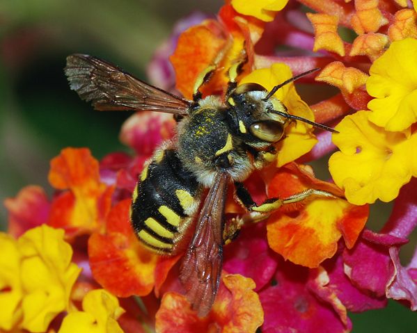 Image:Anthidium February 2008-1.jpg