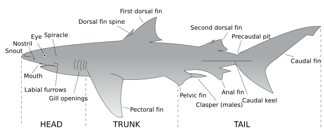 Image:Parts of a shark.svg