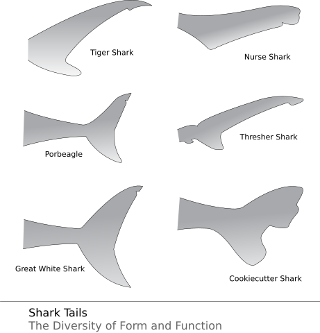 Image:Shark Tail shapes.svg