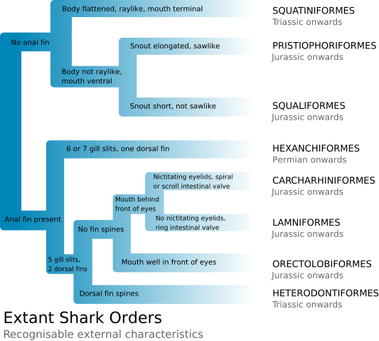 Image:Extant Shark Orders.svg