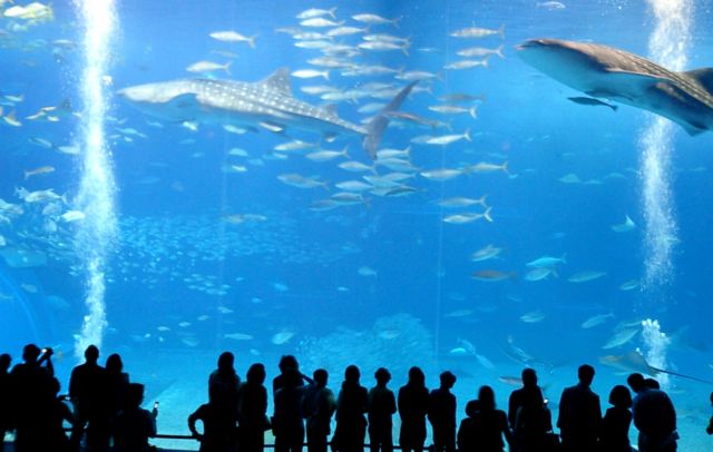 Image:Okinawa Churaumi Aquarium.jpg