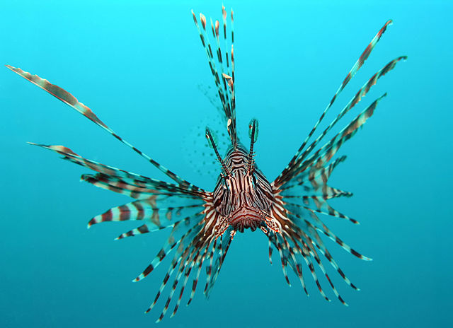 Image:Pterois volitans Manado-e edit.jpg