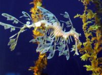 Fish come in many shapes and sizes. This is a sea dragon, a close relative of the seahorse. Their leaf-like appendages enable them to blend in with floating seaweed