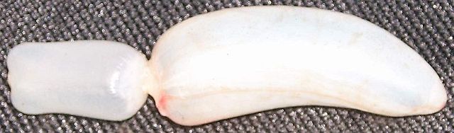 Image:Swim bladder.jpg