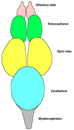 Dorsal view of the brain of the rainbow trout.